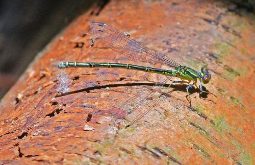 Erythromma viridulum